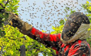 bee-swarm