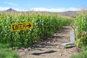 cornmaze