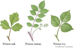 poison-oak