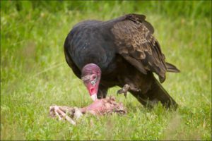turkey-vulture-feeding-3