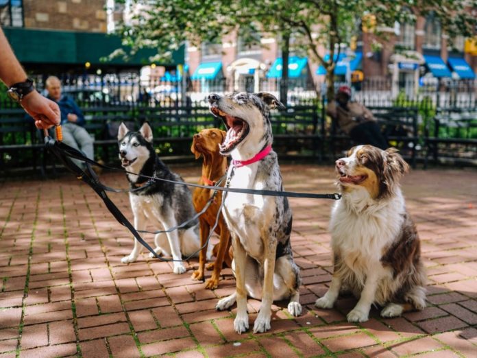 dogs in madison parks