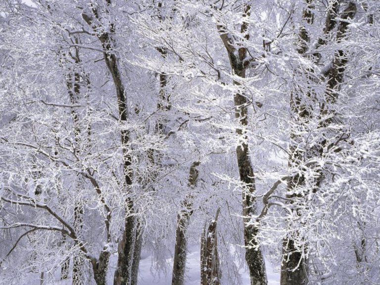 Snow Emergency:  City Plans to tow . . .